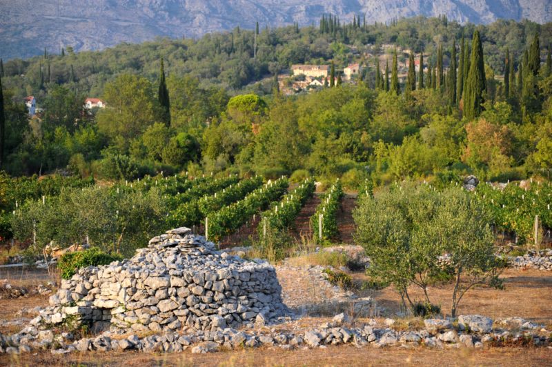 Incentive idea: Grape harvest in the Dubrovnik region