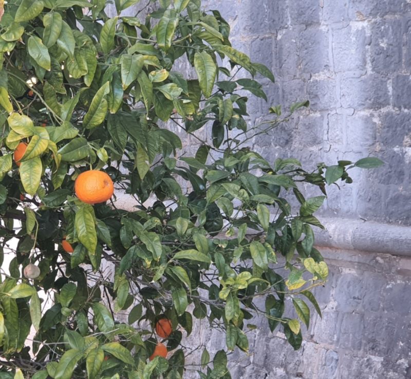 Dan ljute naranče - humanitarna manifestacija u organizaciji DEŠE