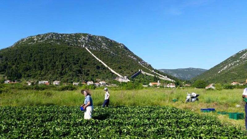 Ston Strawberry Day