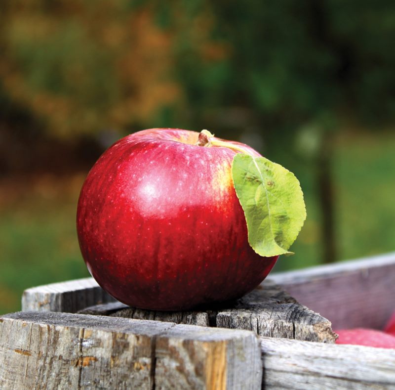 Three Golden Apples - Program for children as part of World Apple Day