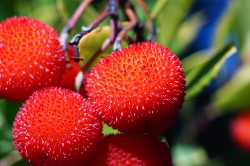 Strawberry trees and medicinal herbs in Majkovi