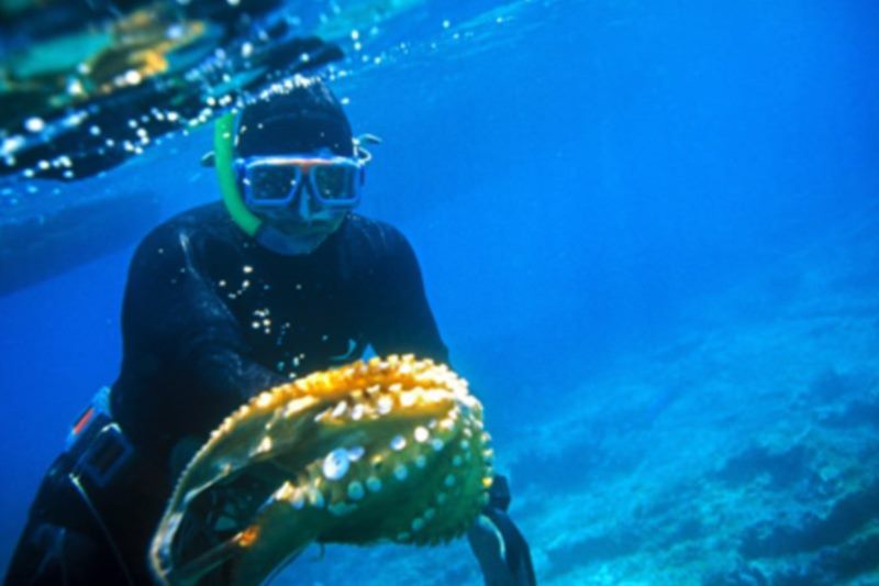 Incentive Idea: Dive into the Crystal Clear Waters of Dubrovnik