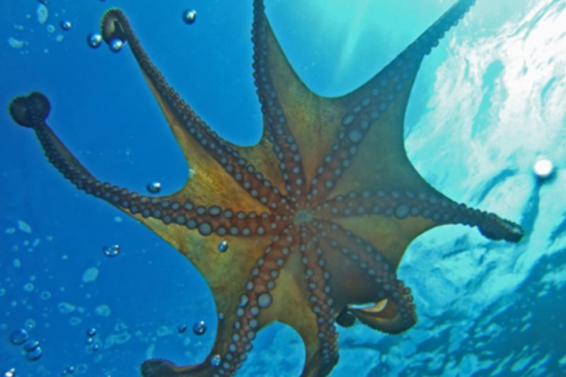 Dubrovnik Aquarium